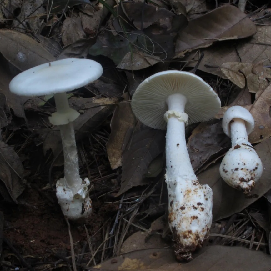 不要采!不要吃! 不要采!不要吃!