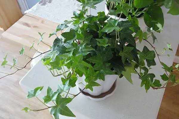 揭秘黄梅季“除湿小能手”,这些绿植盆栽有妙用,快来看看吧→ 揭秘黄梅季“除湿小能手”,这些绿植盆栽有妙用,快来看看吧→