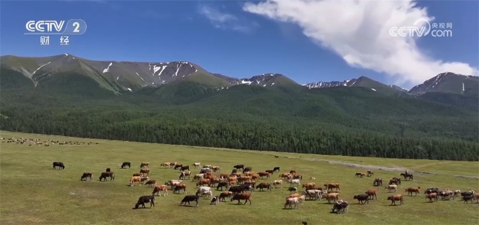 牧业转场带来旅游新体验 新疆阿勒泰独特“风景线”引客来 牧业转场带来旅游新体验 新疆阿勒泰独特“风景线”引客来