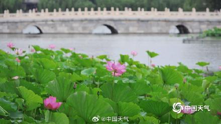 荷花与白塔同框 北京北海公园赏荷正当时