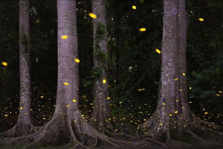 西双版纳观赏萤火虫如置身星空 西双版纳观赏萤火虫如置身星空