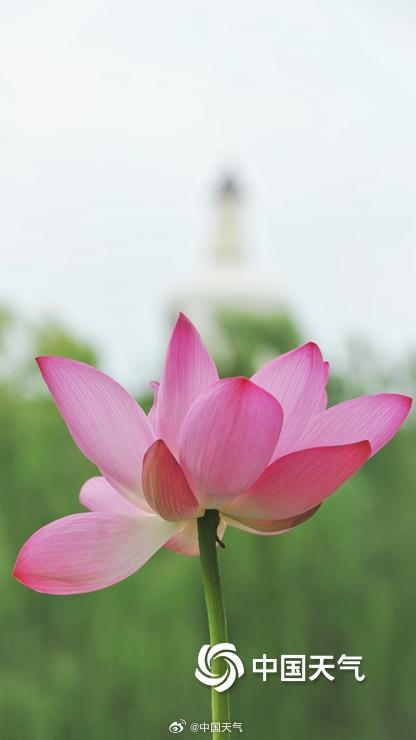 荷花与白塔同框 北京北海公园赏荷正当时