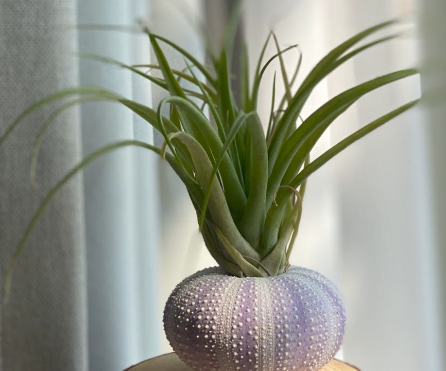 揭秘黄梅季“除湿小能手”,这些绿植盆栽有妙用,快来看看吧→ 揭秘黄梅季“除湿小能手”,这些绿植盆栽有妙用,快来看看吧→