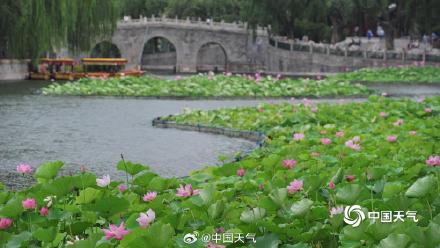 荷花与白塔同框 北京北海公园赏荷正当时