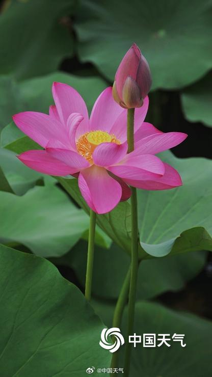 荷花与白塔同框 北京北海公园赏荷正当时