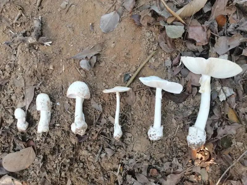 这东西雨季泛滥，不少浙江人捡回来一大袋！别吃，严重或危及生命！