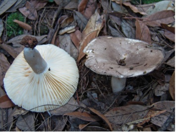 一家4口中毒送进ICU,1人不幸身亡!“致命鹅膏”有多毒? 一家4口中毒送进ICU,1人不幸身亡!“致命鹅膏”有多毒?