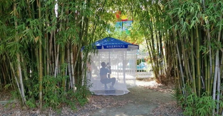 今年武汉蚊子比以往多？疾控专家回应