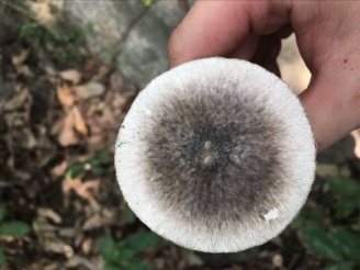 一家4口中毒送进ICU,1人不幸身亡!“致命鹅膏”有多毒? 一家4口中毒送进ICU,1人不幸身亡!“致命鹅膏”有多毒?