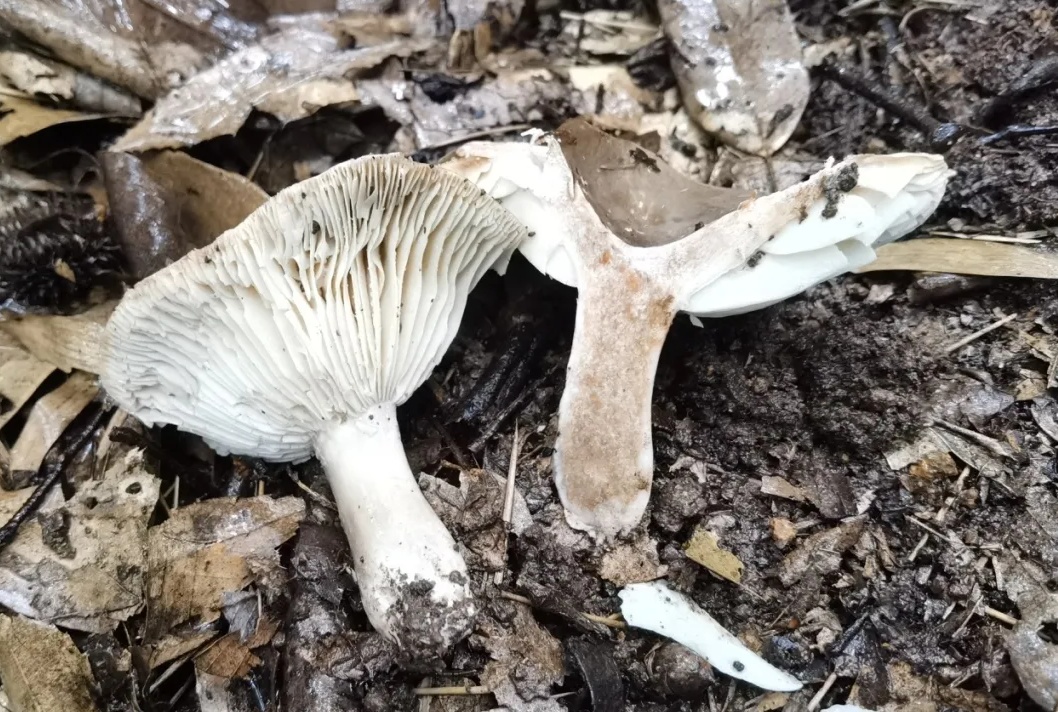 不要采!不要吃! 不要采!不要吃!