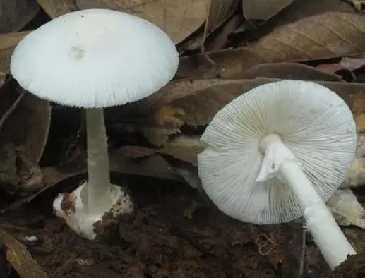 这东西雨季泛滥，不少浙江人捡回来一大袋！别吃，严重或危及生命！