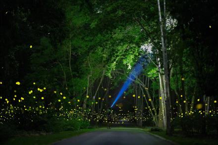 西双版纳观赏萤火虫如置身星空 西双版纳观赏萤火虫如置身星空