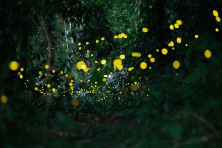 西双版纳观赏萤火虫如置身星空 西双版纳观赏萤火虫如置身星空