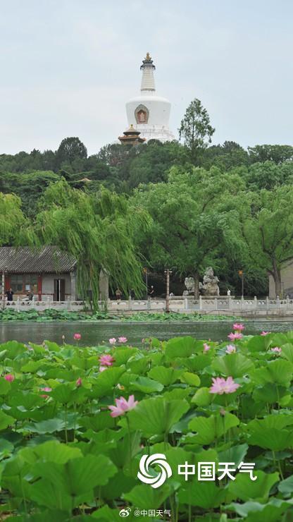 荷花与白塔同框 北京北海公园赏荷正当时