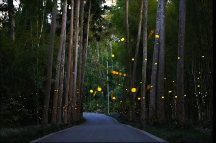 西双版纳观赏萤火虫如置身星空 西双版纳观赏萤火虫如置身星空