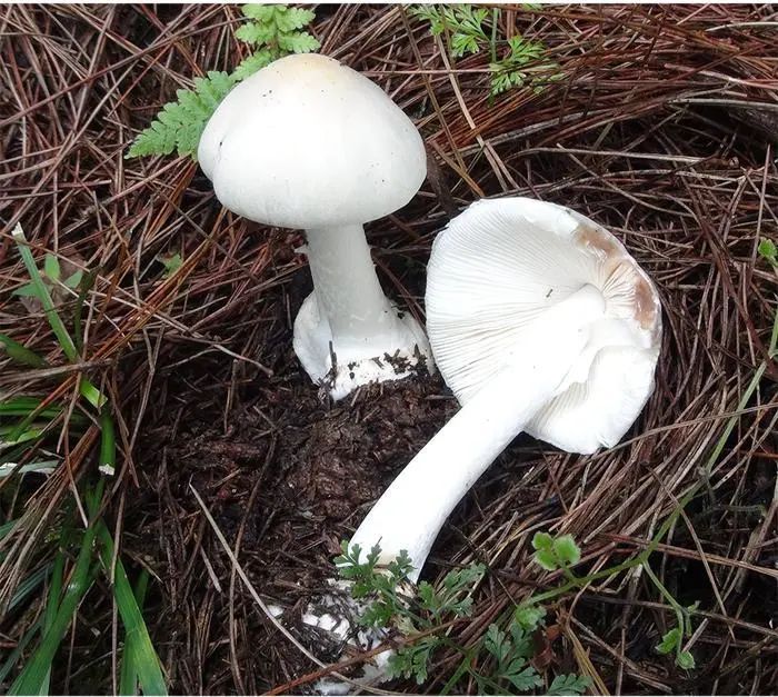 这东西雨季泛滥，不少浙江人捡回来一大袋！别吃，严重或危及生命！