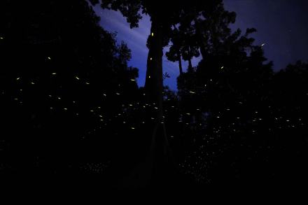 西双版纳观赏萤火虫如置身星空 西双版纳观赏萤火虫如置身星空