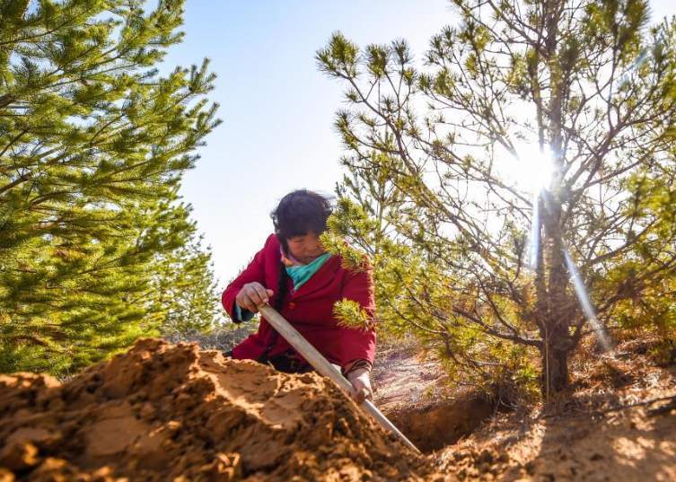 只因多看了她一眼，美国小伙连续10年到内蒙古植树