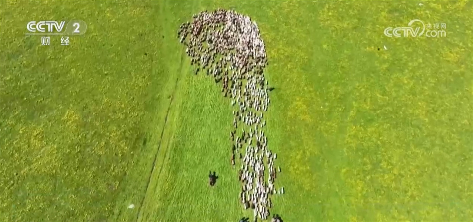 牧业转场带来旅游新体验 新疆阿勒泰独特“风景线”引客来 牧业转场带来旅游新体验 新疆阿勒泰独特“风景线”引客来