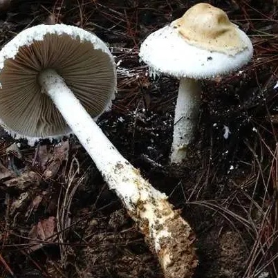 不要采!不要吃! 不要采!不要吃!