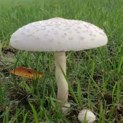 不要采!不要吃! 不要采!不要吃!