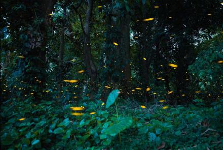 西双版纳观赏萤火虫如置身星空 西双版纳观赏萤火虫如置身星空