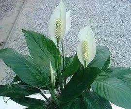 揭秘黄梅季“除湿小能手”,这些绿植盆栽有妙用,快来看看吧→ 揭秘黄梅季“除湿小能手”,这些绿植盆栽有妙用,快来看看吧→