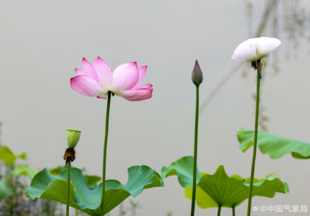 美！听荷花低语的温柔