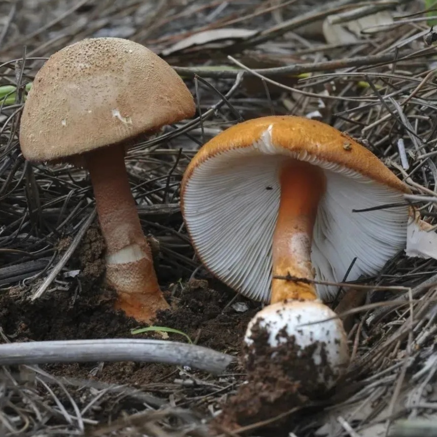 不要采!不要吃! 不要采!不要吃!