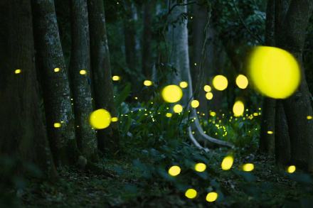 西双版纳观赏萤火虫如置身星空 西双版纳观赏萤火虫如置身星空