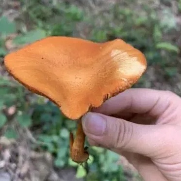 不要采!不要吃! 不要采!不要吃!