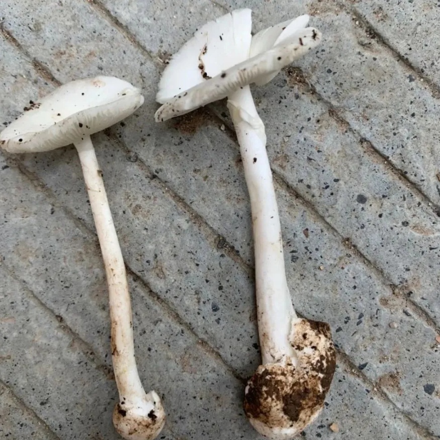 不要采!不要吃! 不要采!不要吃!