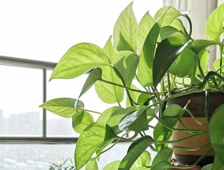 揭秘黄梅季“除湿小能手”,这些绿植盆栽有妙用,快来看看吧→ 揭秘黄梅季“除湿小能手”,这些绿植盆栽有妙用,快来看看吧→