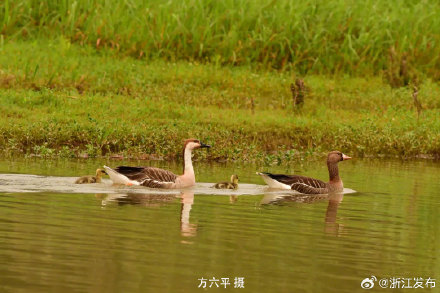 画面太可爱！白额雁一家四口同游龙游瀫