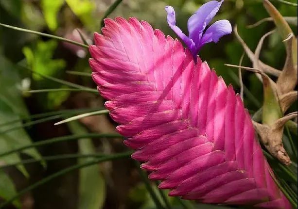 揭秘黄梅季“除湿小能手”,这些绿植盆栽有妙用,快来看看吧→ 揭秘黄梅季“除湿小能手”,这些绿植盆栽有妙用,快来看看吧→