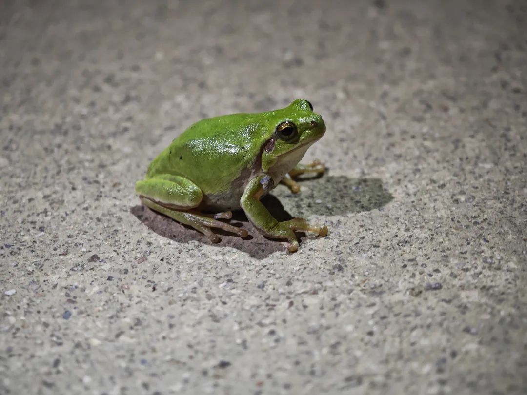 极其罕见!在合肥发现 极其罕见!在合肥发现