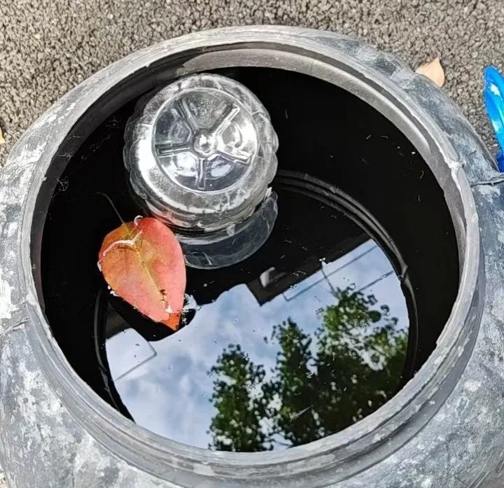 今年武汉蚊子比以往多？疾控专家回应