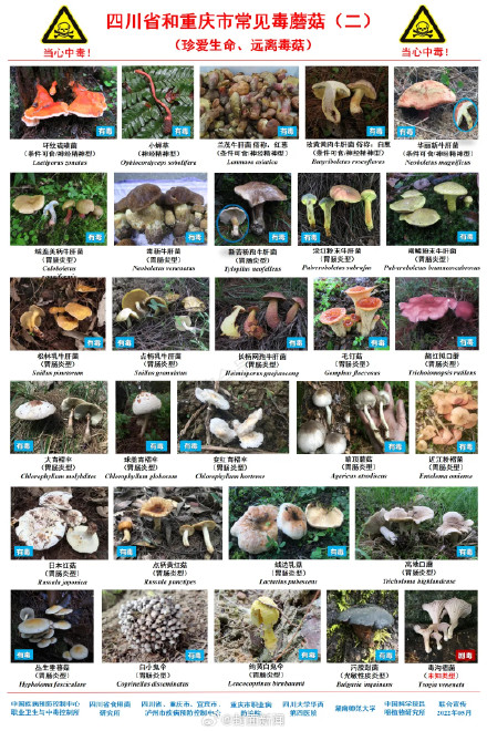 一家4口疑误食鹅膏菌中毒 一人身亡