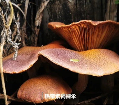 一家4口中毒送进ICU,1人不幸身亡!“致命鹅膏”有多毒? 一家4口中毒送进ICU,1人不幸身亡!“致命鹅膏”有多毒?