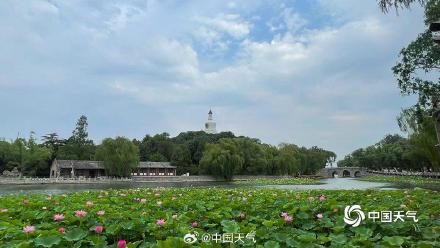 荷花与白塔同框 北京北海公园赏荷正当时