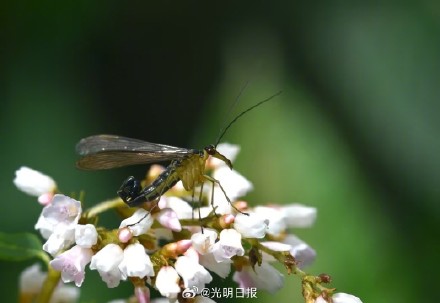 昆虫物种有新发现