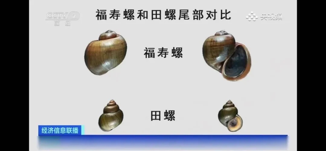 福寿螺被伪装成田螺卖，网友：太吓人！