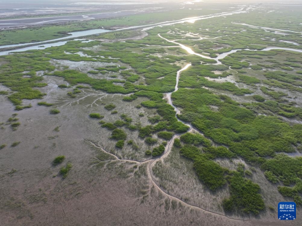 中华环保世纪行2024｜记者手记：大河之洲的生态跃变