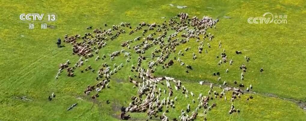 新疆阿勒泰奏响“夏日牧歌” 独特牧业民俗文化吸引八方来客 新疆阿勒泰奏响“夏日牧歌” 独特牧业民俗文化吸引八方来客