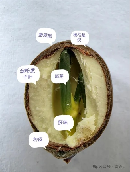 沉睡千年的古莲子开花了！