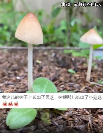 上海黄梅天有多离谱？没完了，下午仍有大雨，双休日天气→