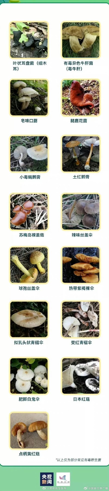 注意：采食野生菌风险高，谨防中毒！