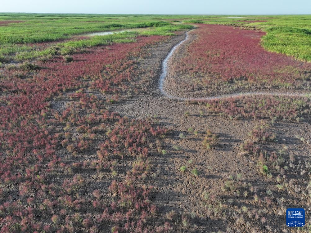 中华环保世纪行2024｜记者手记：大河之洲的生态跃变