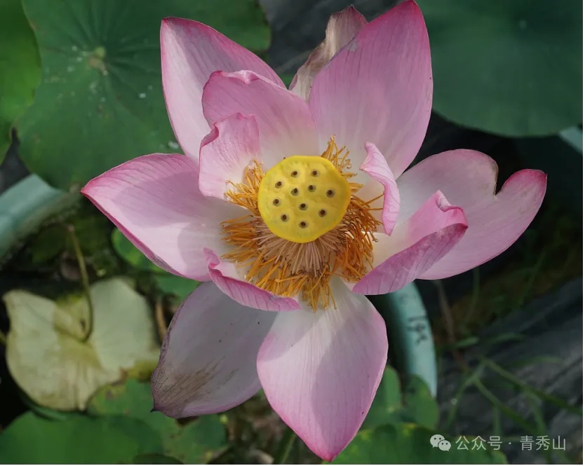 沉睡千年的古莲子开花了！