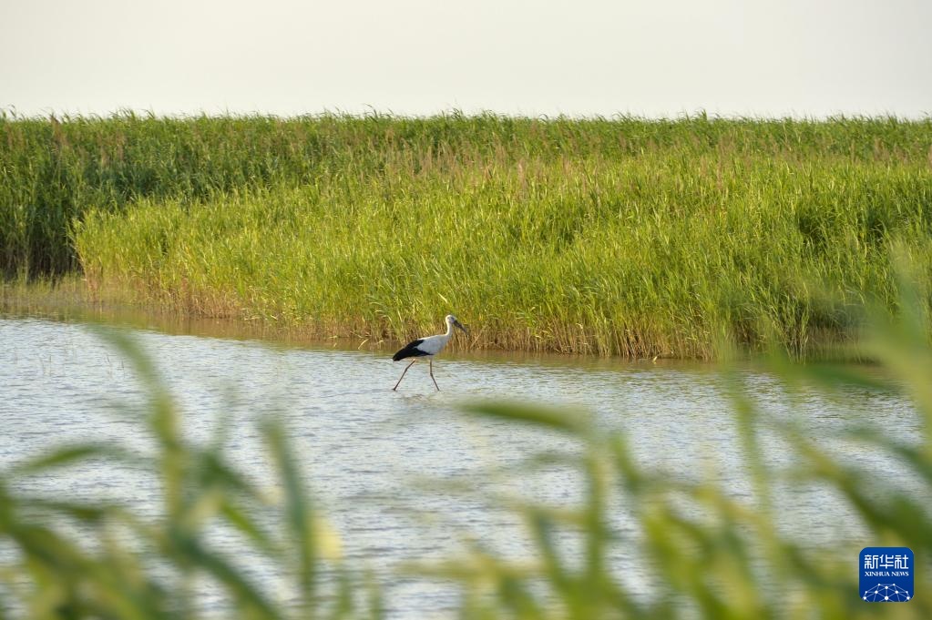 中华环保世纪行2024｜记者手记：大河之洲的生态跃变